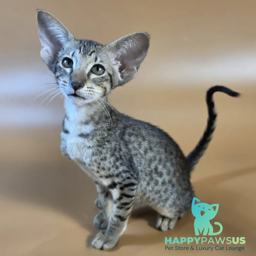 Yvette Oriental Shorthair female black spotted tabby - live animals