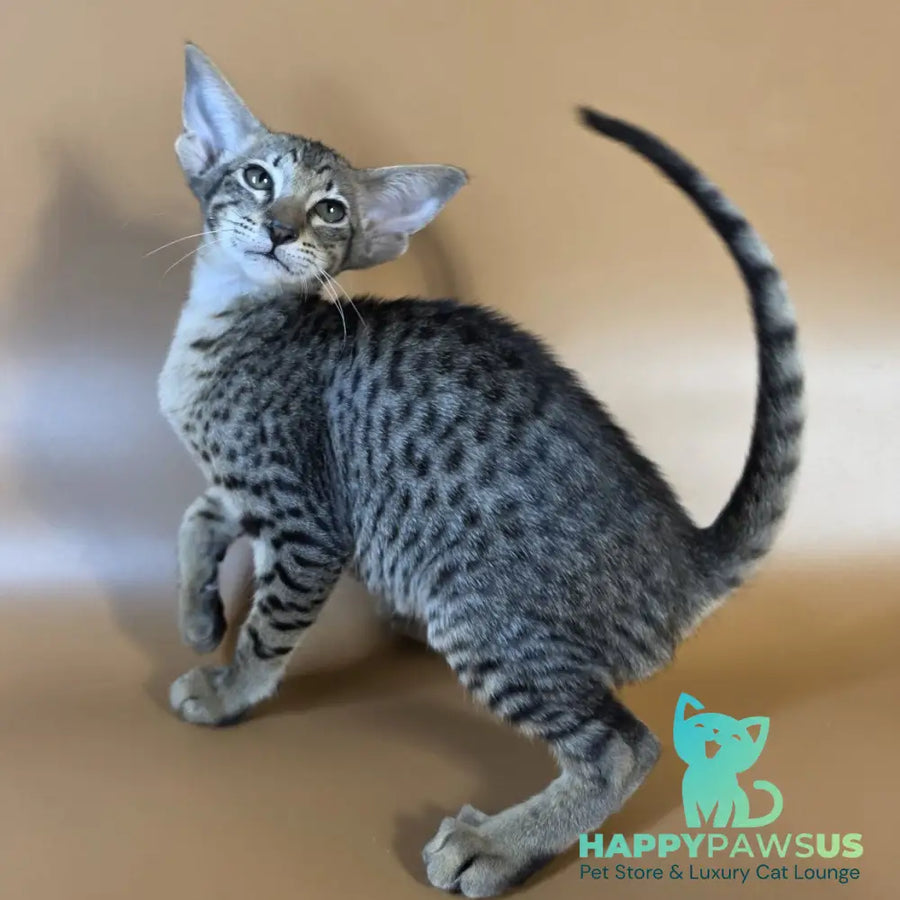 Yvette Oriental Shorthair female black spotted tabby - live animals