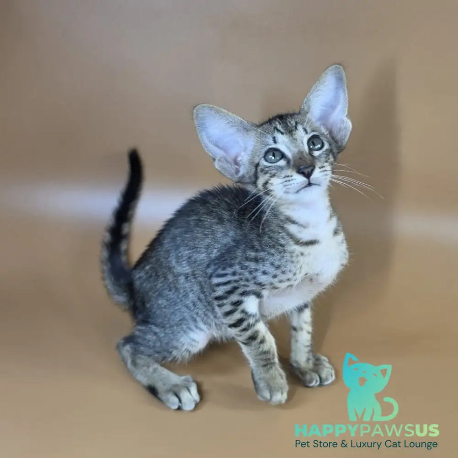 Yvette Oriental Shorthair female black spotted tabby - live animals