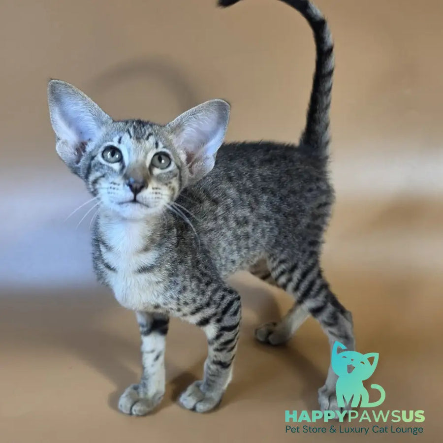 Yvette Oriental Shorthair female black spotted tabby - live animals