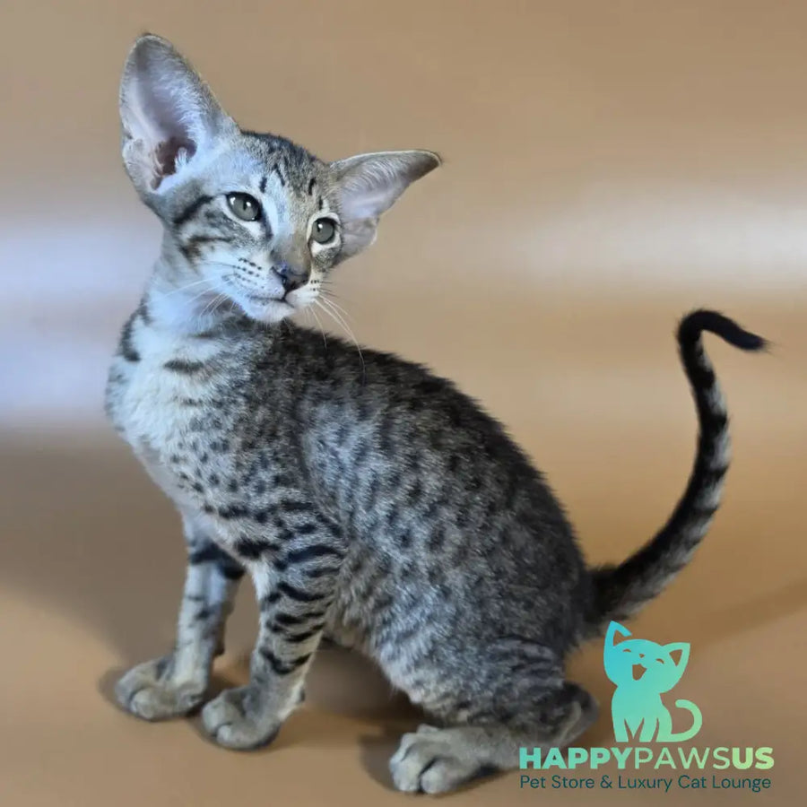 Yvette Oriental Shorthair female black spotted tabby - live animals