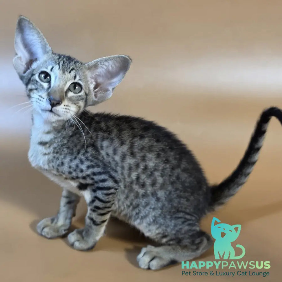 Yvette Oriental Shorthair female black spotted tabby - live animals