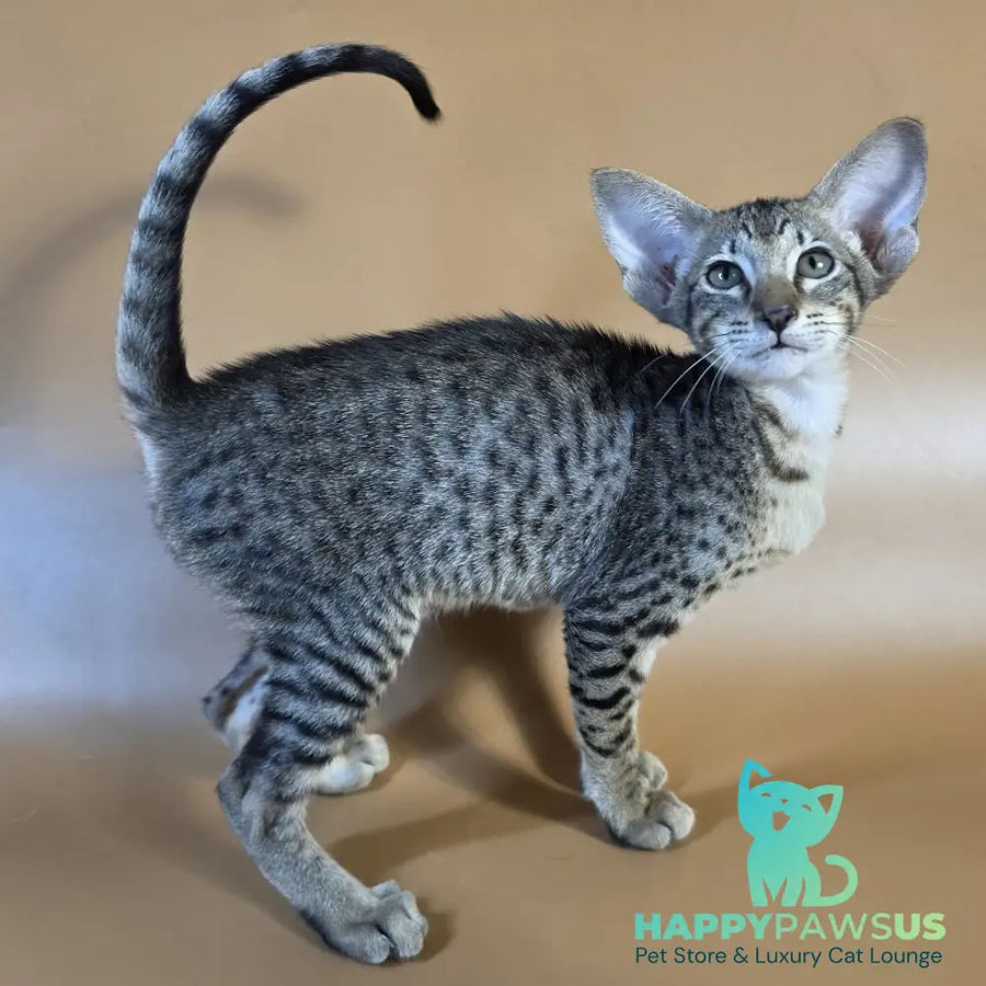 Yvette Oriental Shorthair female black spotted tabby - live animals