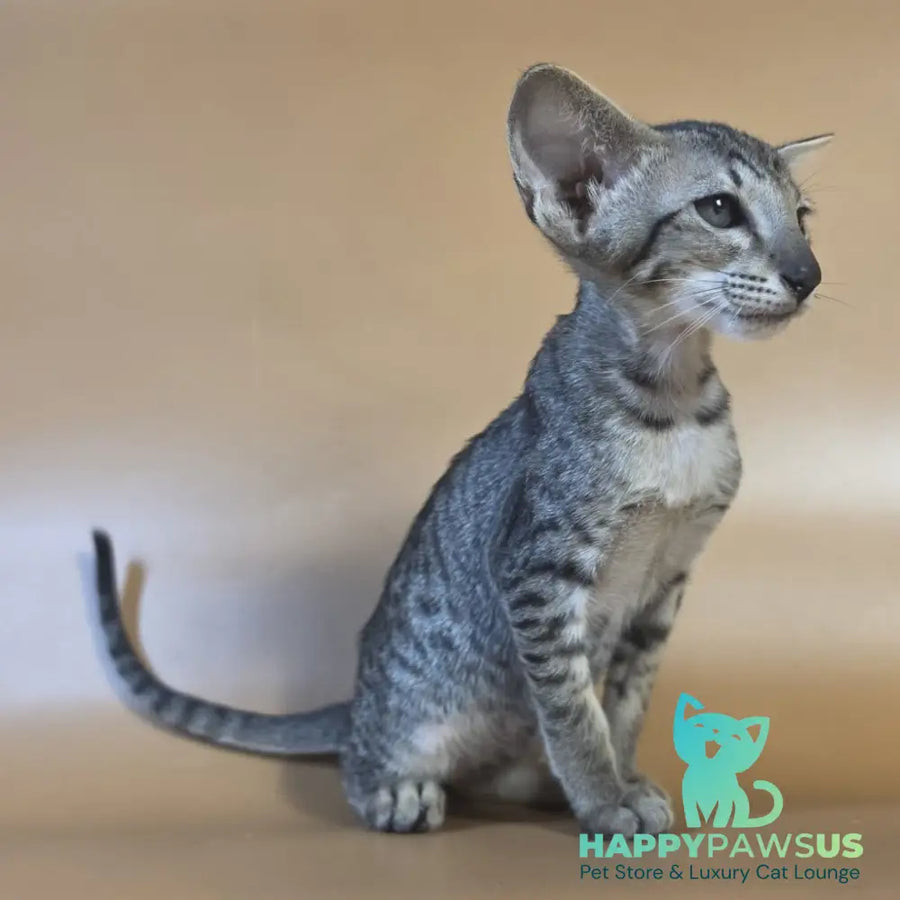 Yvette Oriental Shorthair female black spotted tabby - live animals