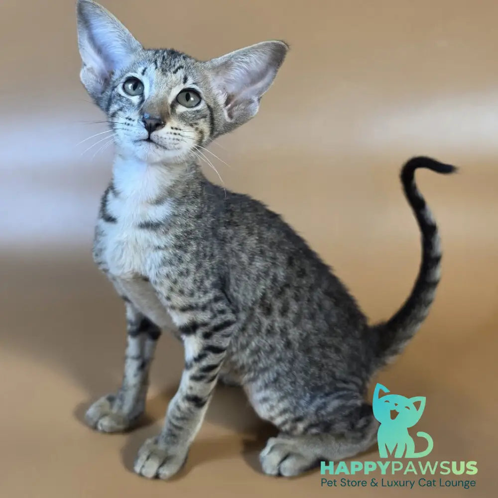 Yvette Oriental Shorthair female black spotted tabby - live animals