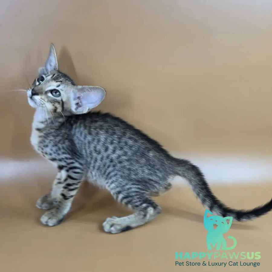 Yvette Oriental Shorthair female black spotted tabby - live animals