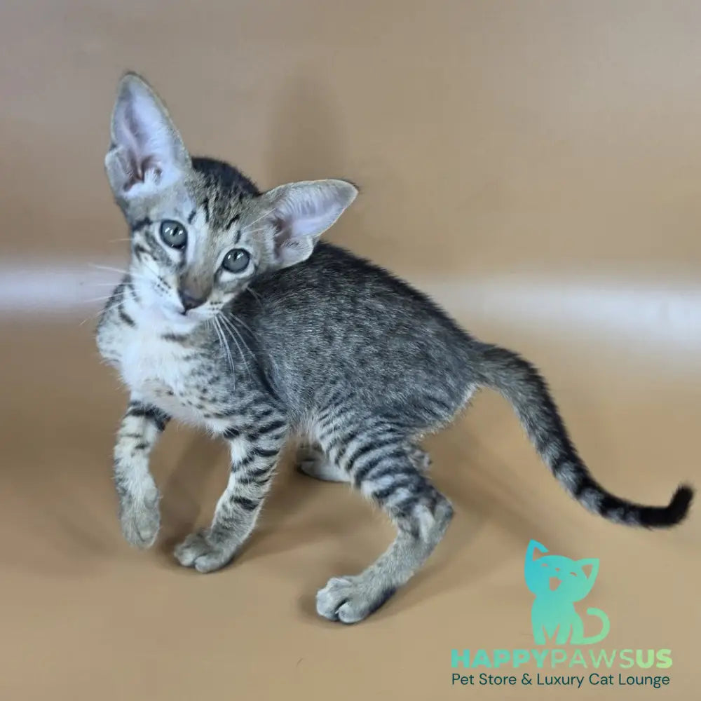 Yvette Oriental Shorthair female black spotted tabby - live animals