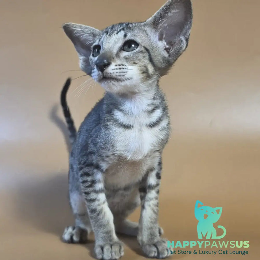 Yvette Oriental Shorthair female black spotted tabby - live animals
