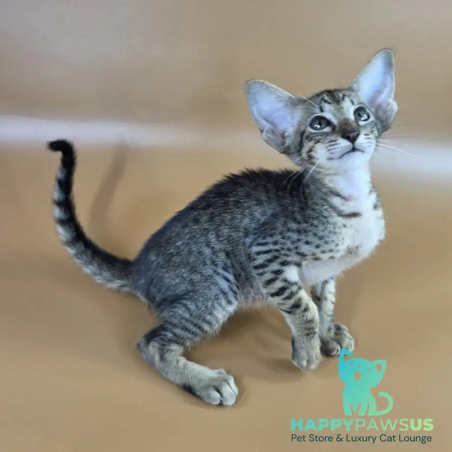 Yvette Oriental Shorthair female black spotted tabby - live animals