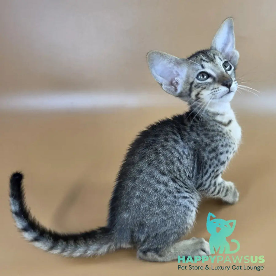 Yvette Oriental Shorthair female black spotted tabby - live animals