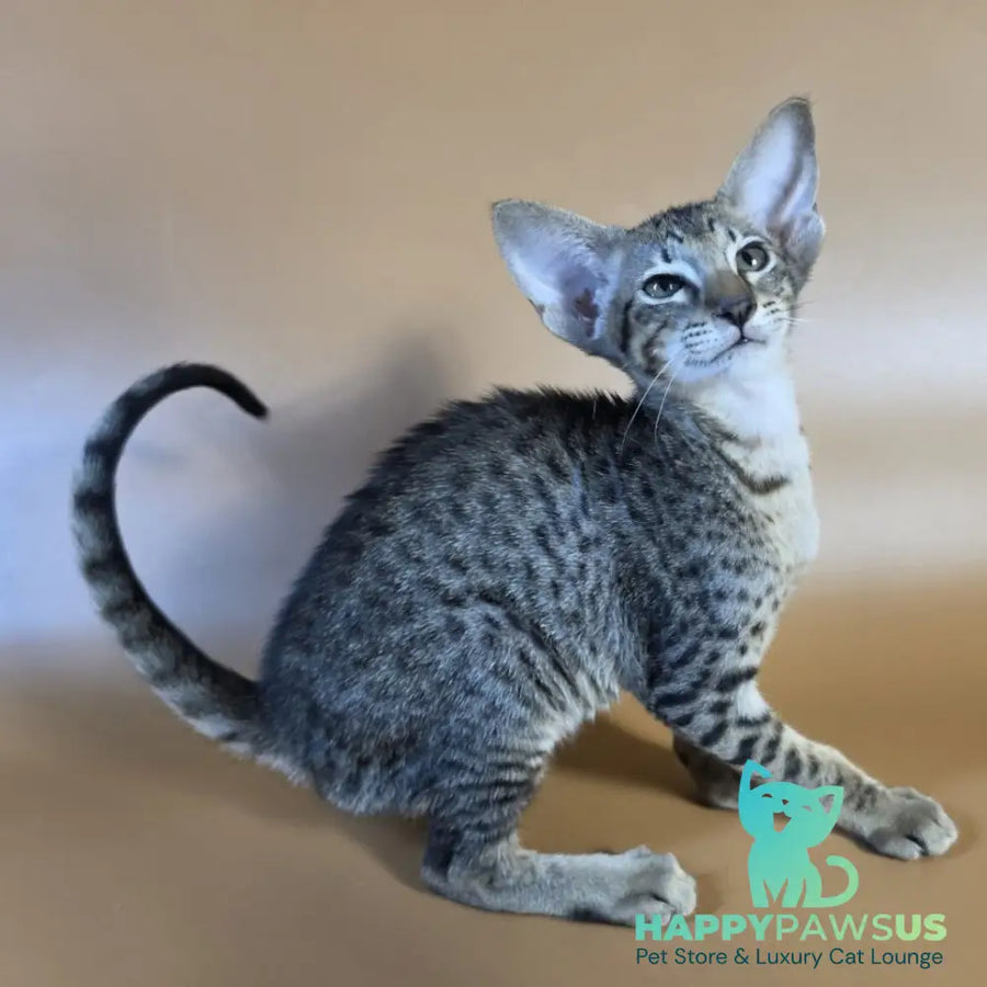 Yvette Oriental Shorthair female black spotted tabby - live animals