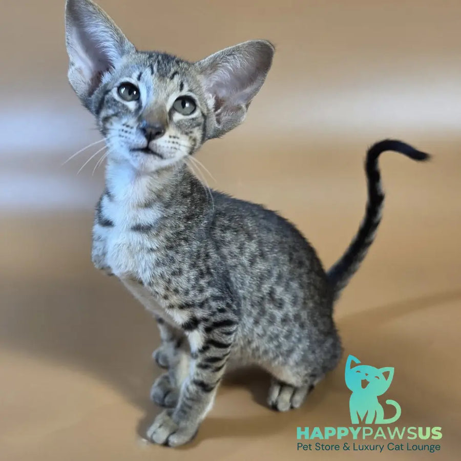 Yvette Oriental Shorthair female black spotted tabby - live animals