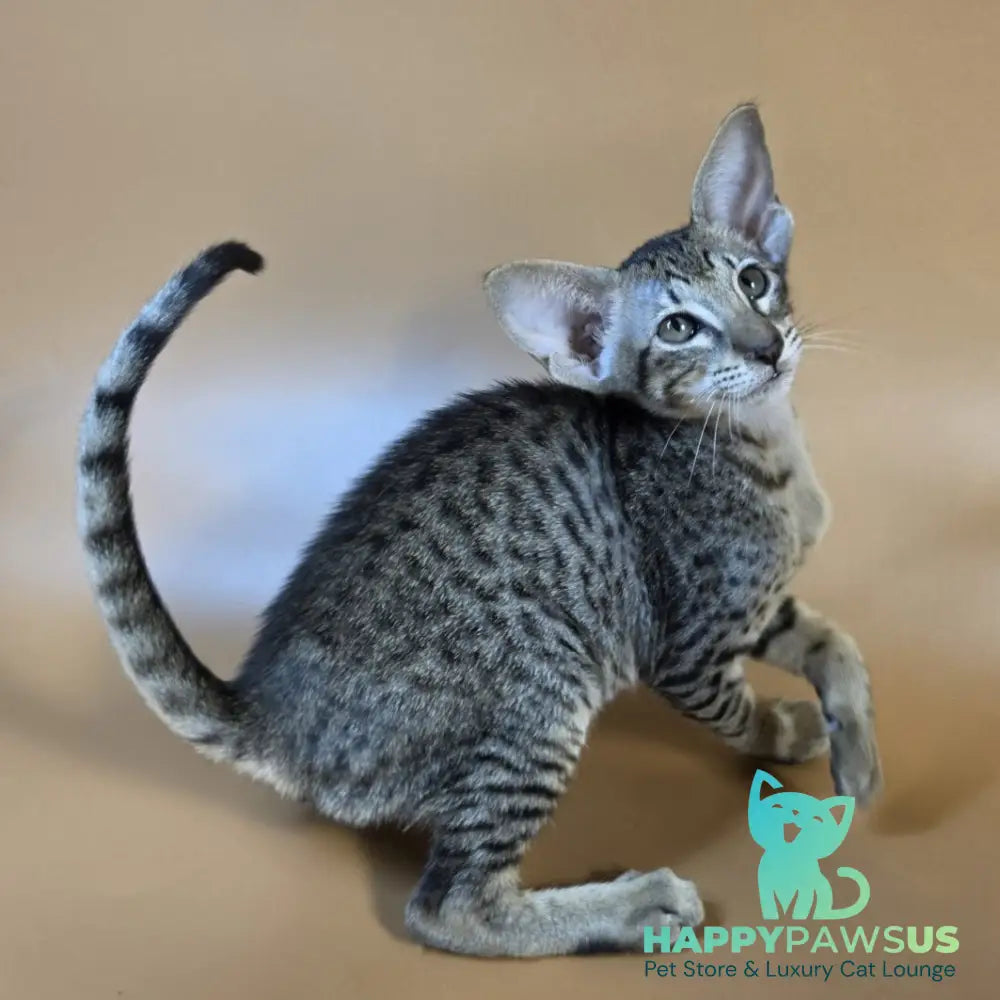 Yvette Oriental Shorthair female black spotted tabby - live animals