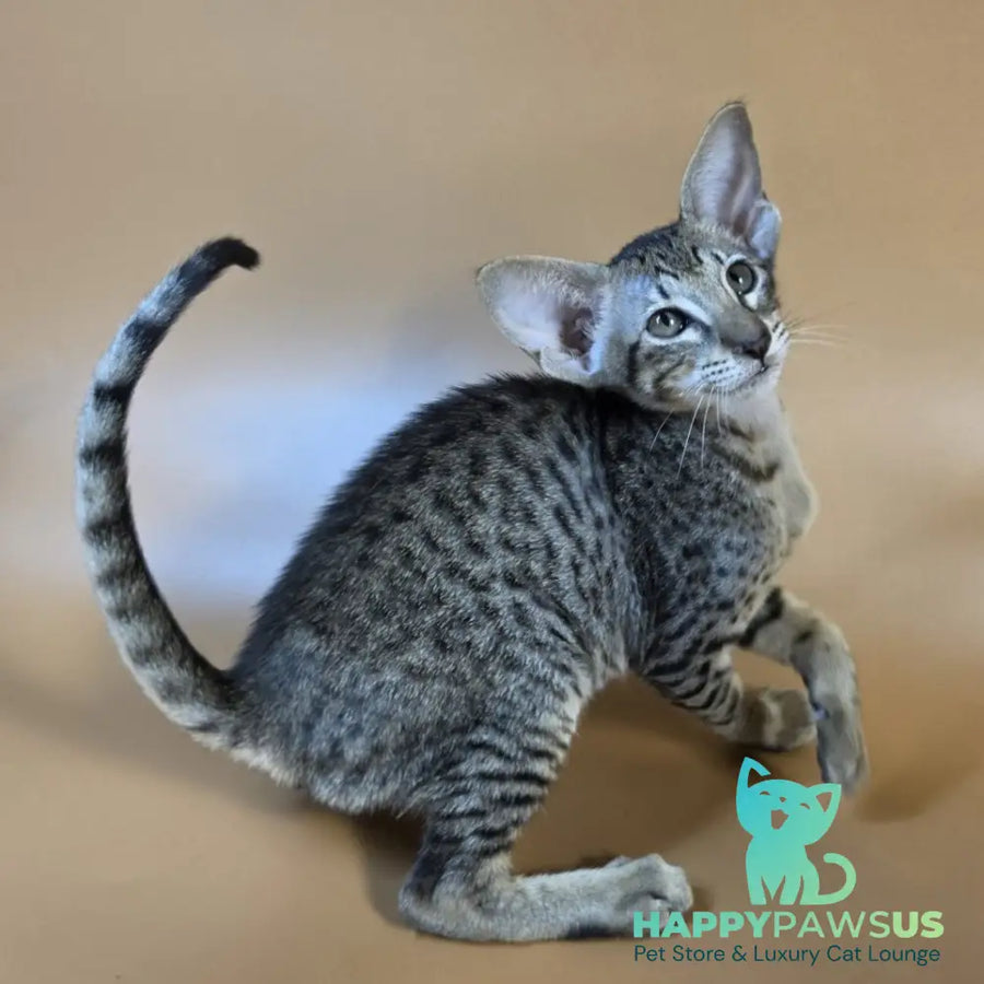 Yvette Oriental Shorthair female black spotted tabby - live animals