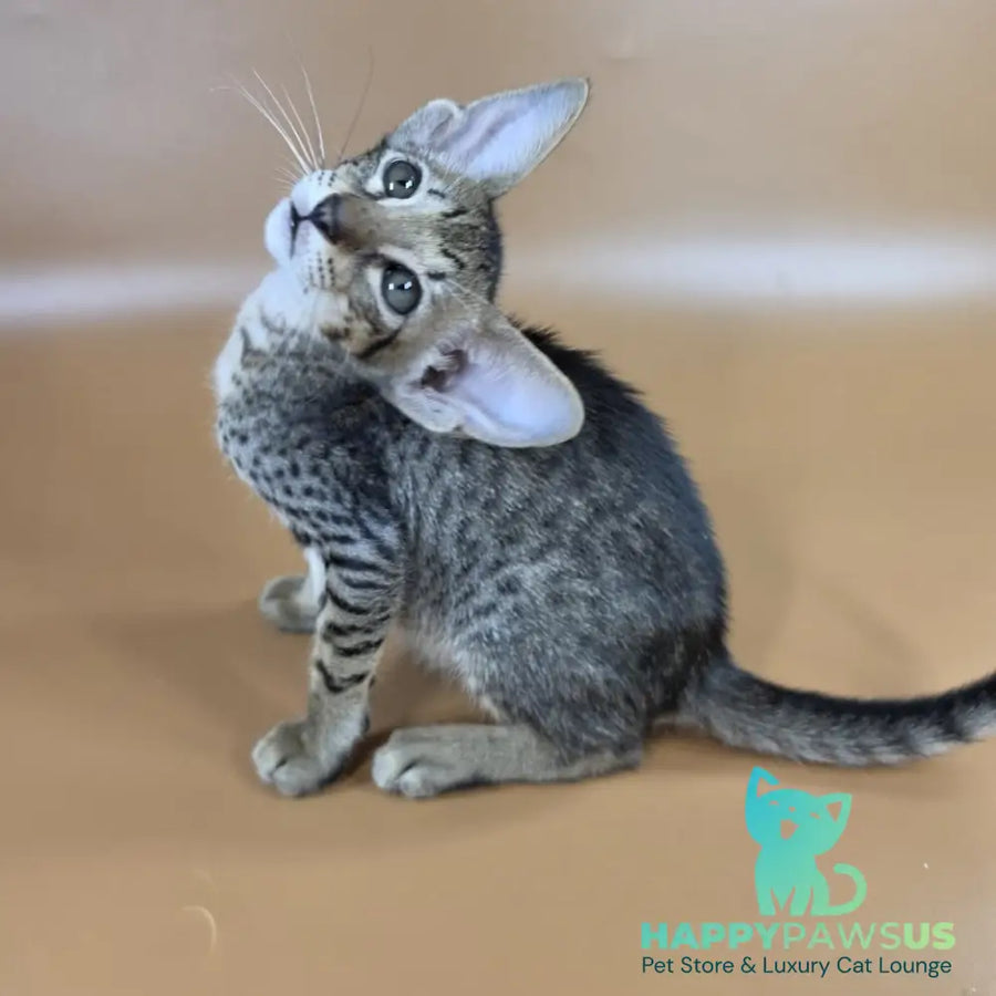 Yvette Oriental Shorthair female black spotted tabby - live animals