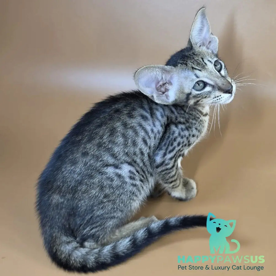 Yvette Oriental Shorthair female black spotted tabby - live animals
