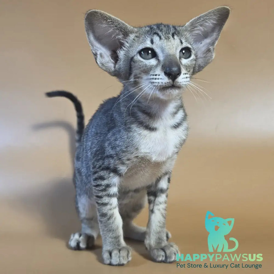 Yvette Oriental Shorthair female black spotted tabby - live animals