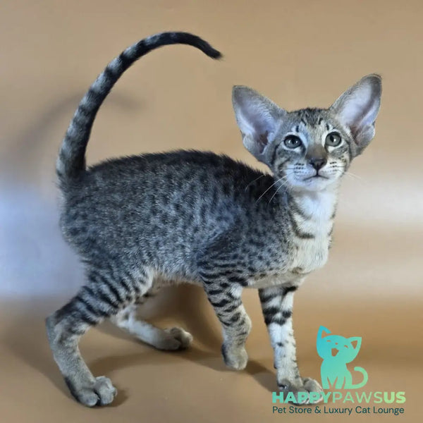 Yvette Oriental Shorthair female black spotted tabby - live animals