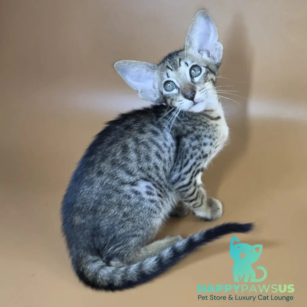 Yvette Oriental Shorthair female black spotted tabby - live animals