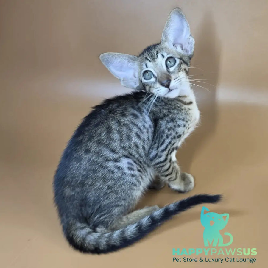 Yvette Oriental Shorthair female black spotted tabby - live animals