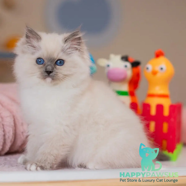 Yvette Ragdoll female blue mitted - live animals