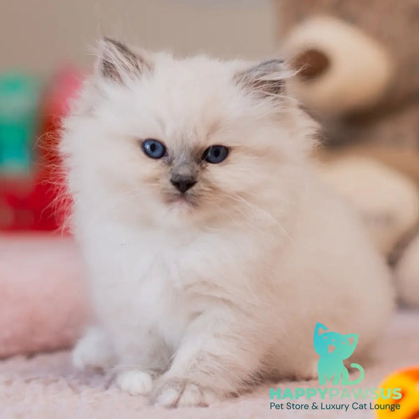 Yvette Ragdoll female blue mitted - live animals