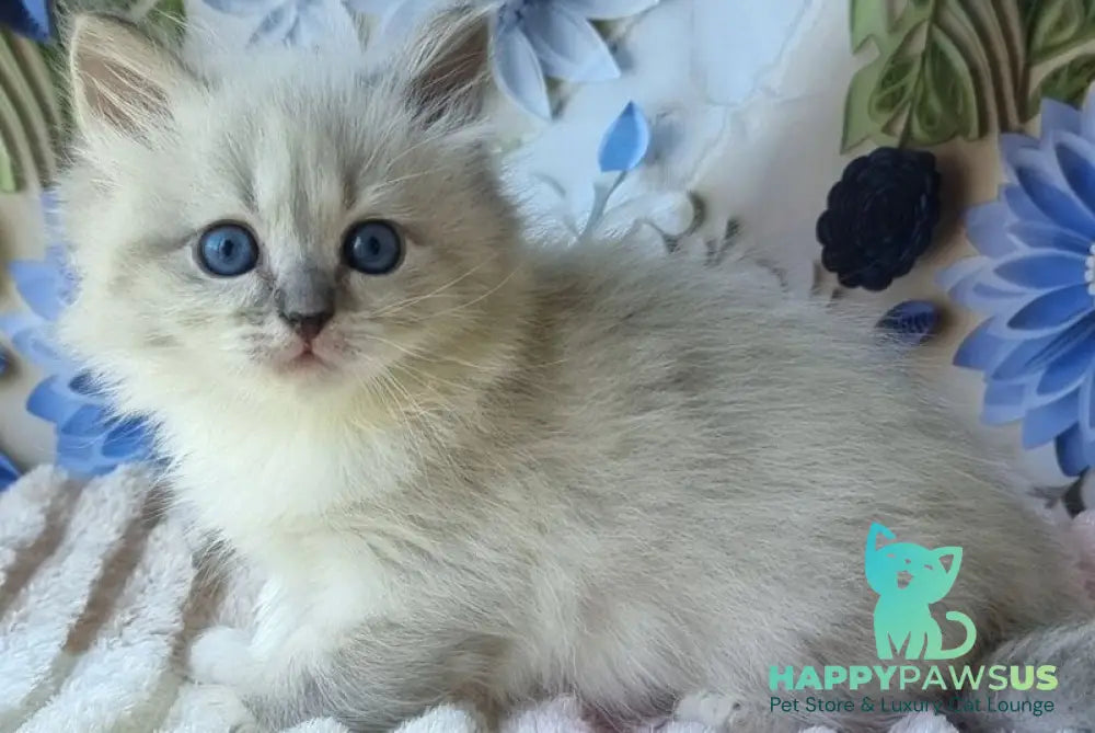 Yvette Siberian female blue tabby pointed with white - live animals