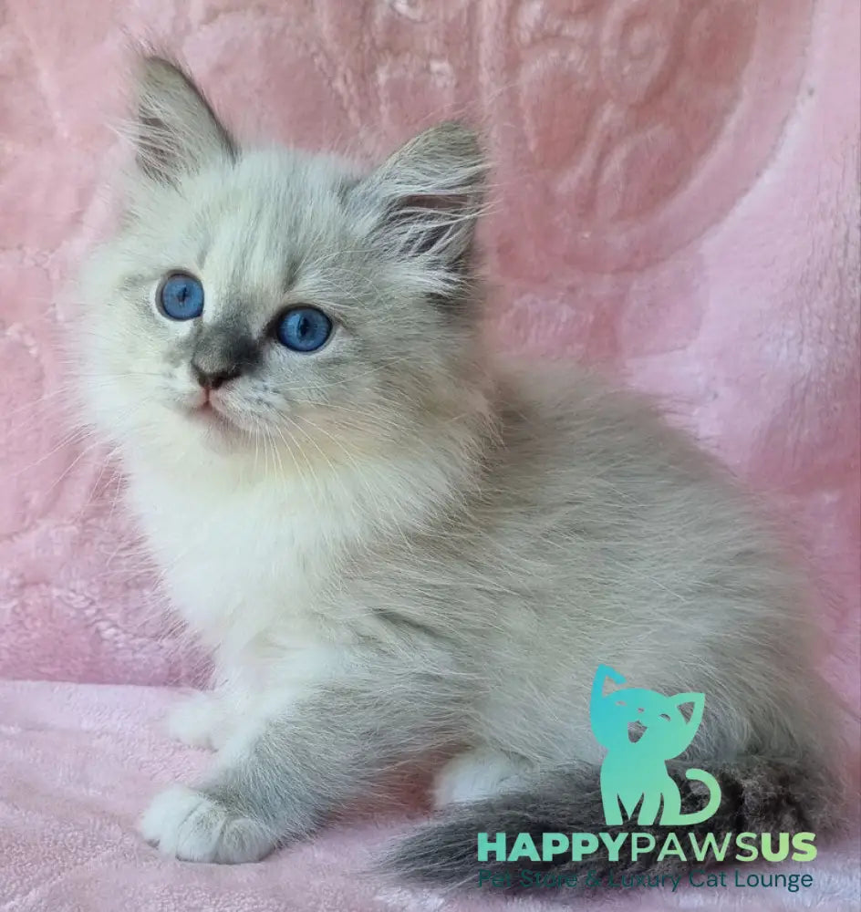 Yvette Siberian female blue tabby pointed with white - live animals