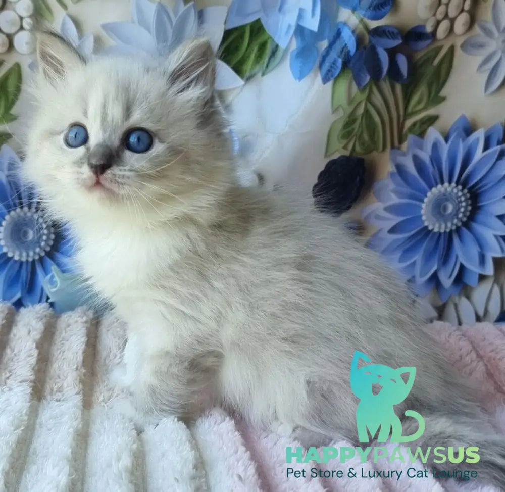 Yvette Siberian female blue tabby pointed with white - live animals