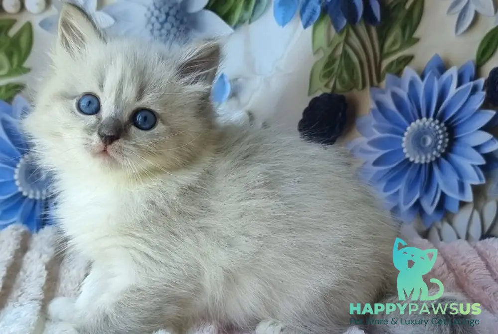 Yvette Siberian female blue tabby pointed with white - live animals