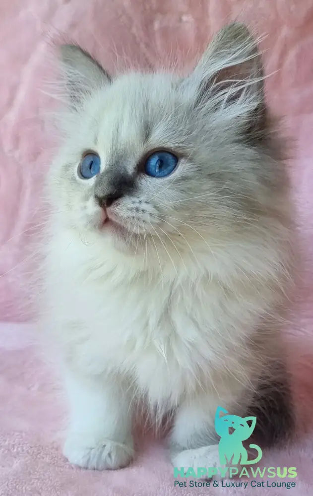 Yvette Siberian female blue tabby pointed with white - live animals