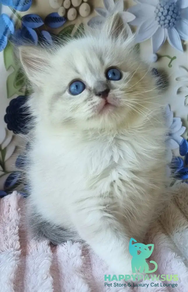 Yvette Siberian female blue tabby pointed with white - live animals