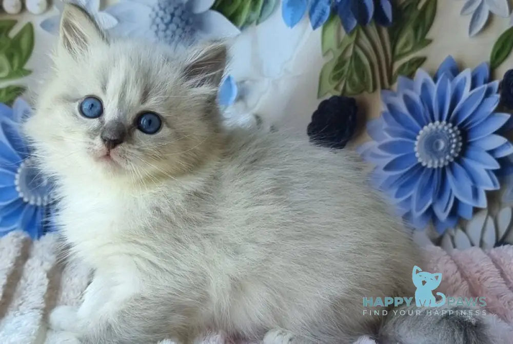 Yvette Siberian female blue tabby pointed with white - live animals