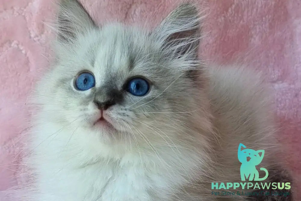 Yvette Siberian female blue tabby pointed with white - live animals