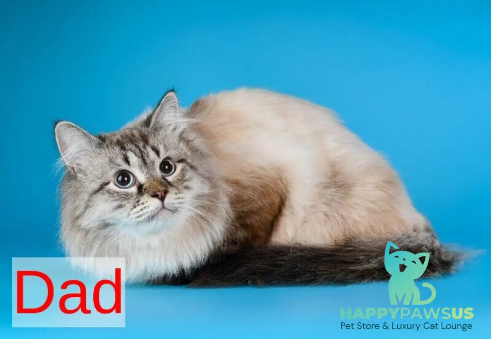 Yvette Siberian female blue tabby pointed with white - live animals