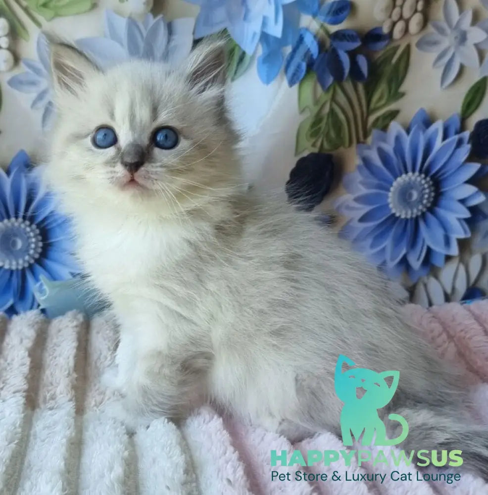 Yvette Siberian female blue tabby pointed with white - live animals