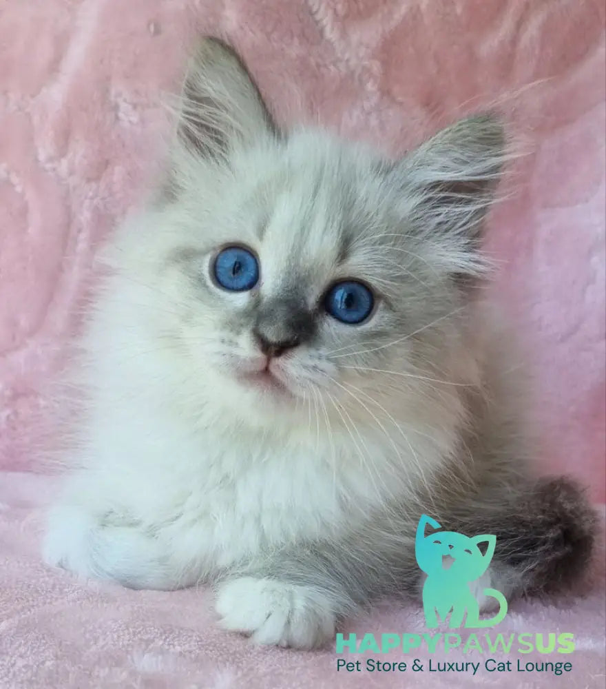 Yvette Siberian female blue tabby pointed with white - live animals