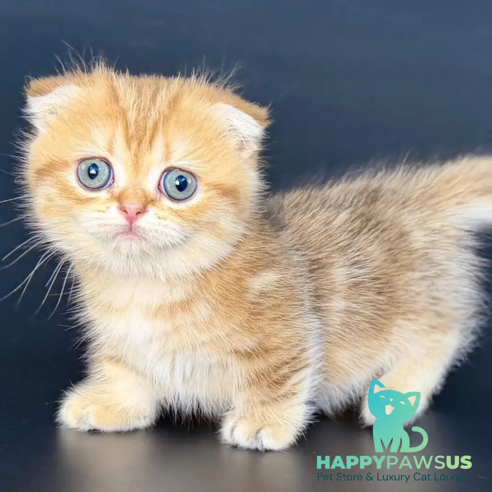 Yvian Munchkin female black golden tabby - live animals