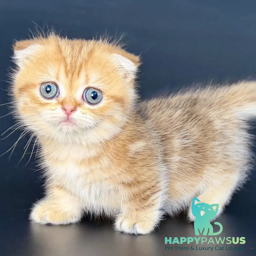 Yvian Munchkin female black golden tabby - live animals
