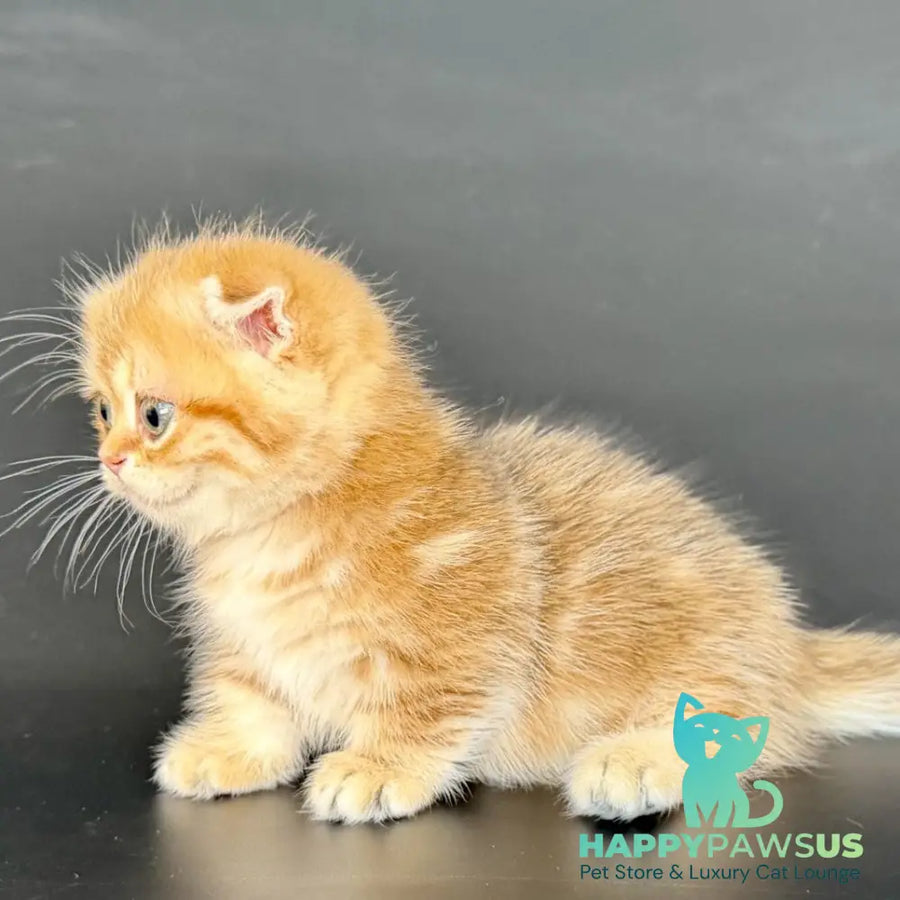 Yvian Munchkin female black golden tabby - live animals