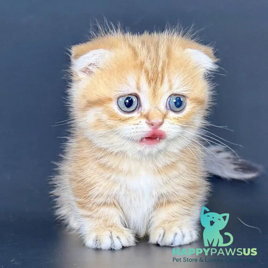 Yvian Munchkin female black golden tabby - live animals