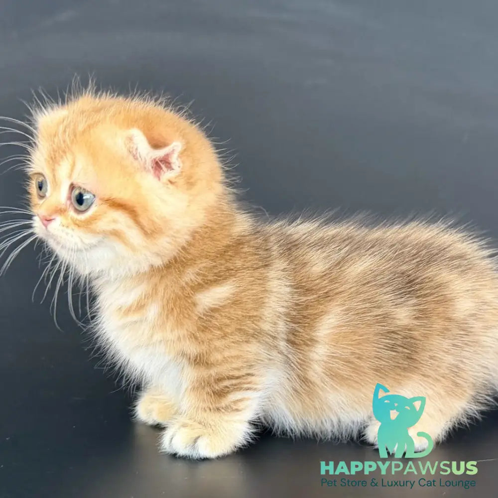 Yvian Munchkin female black golden tabby - live animals