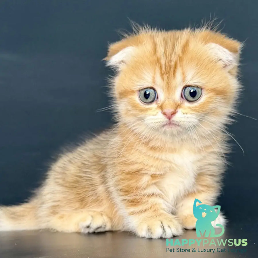 Yvian Munchkin female black golden tabby - live animals