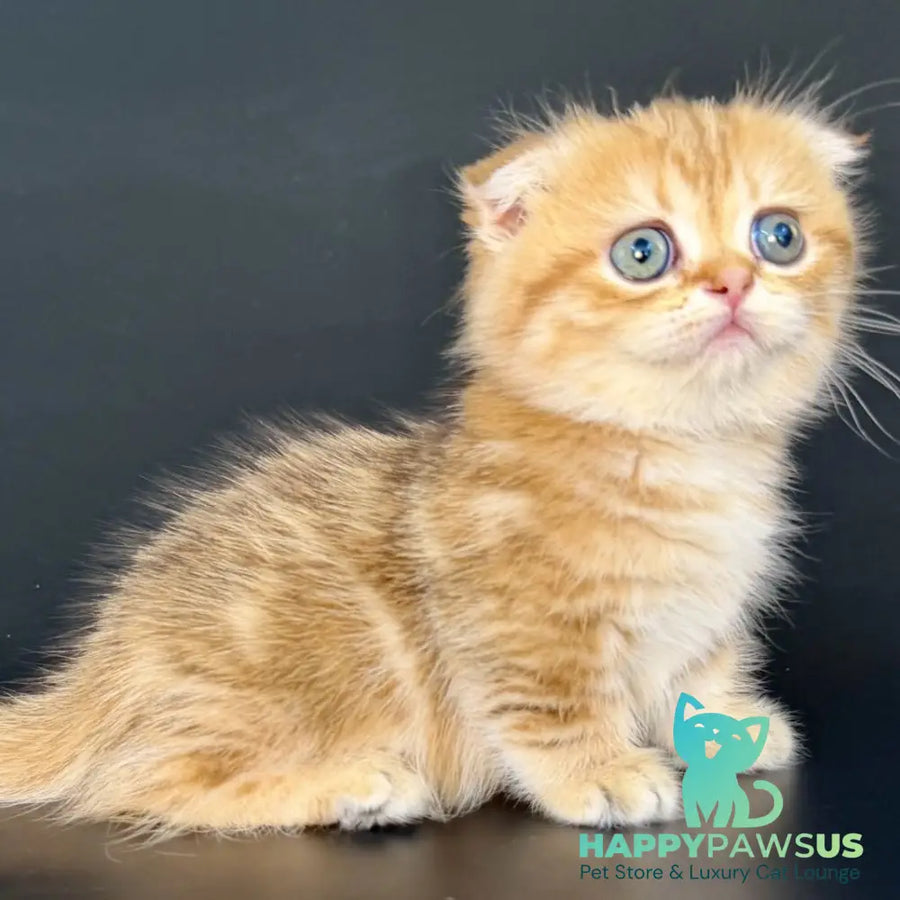 Yvian Munchkin female black golden tabby - live animals