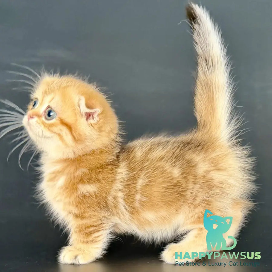 Yvian Munchkin female black golden tabby - live animals