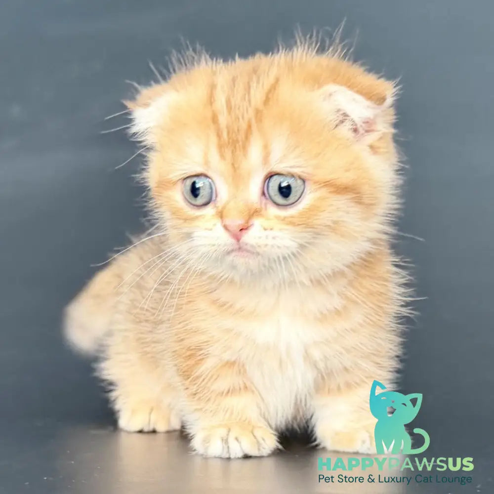 Yvian Munchkin female black golden tabby - live animals