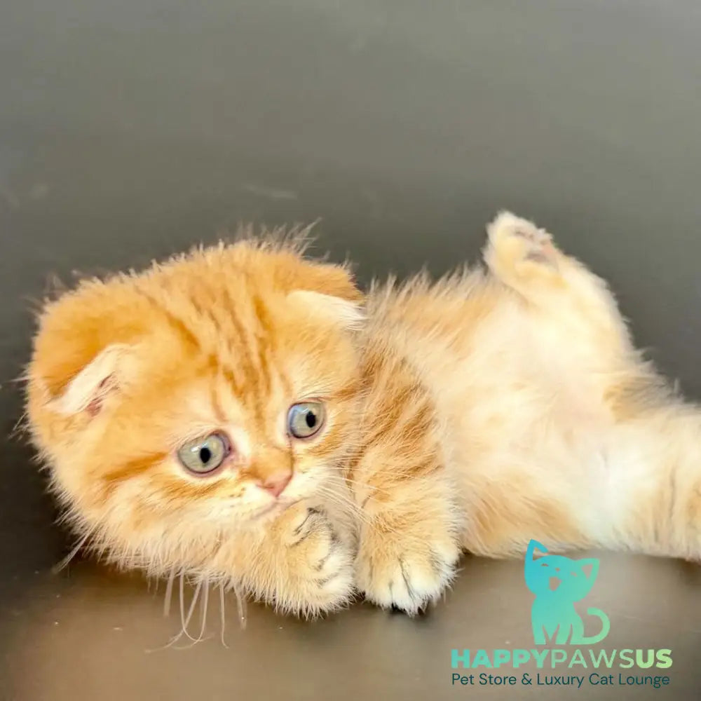 Yvian Munchkin female black golden tabby - live animals