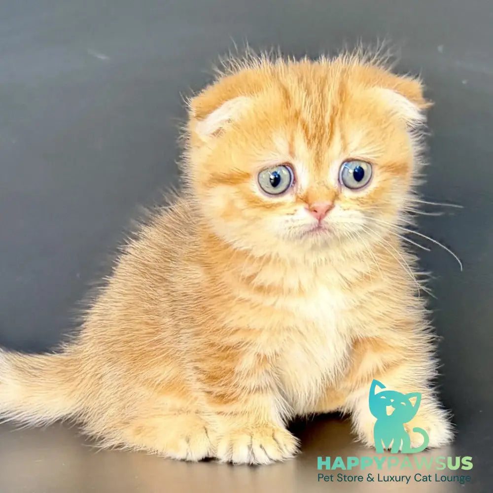 Yvian Munchkin female black golden tabby - live animals