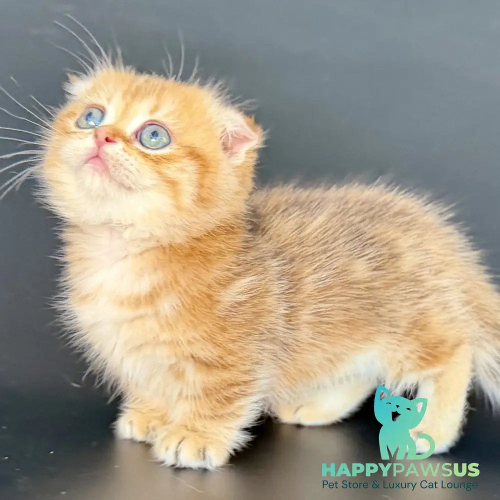 Yvian Munchkin female black golden tabby - live animals