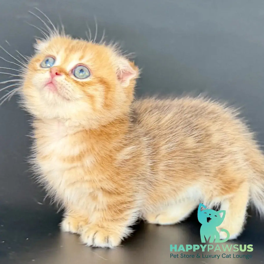 Yvian Munchkin female black golden tabby - live animals